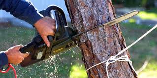Best Hazardous Tree Removal  in Corsicana, TX