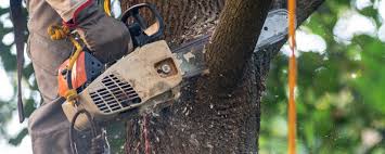 Lawn Maintenance Plans in Corsicana, TX