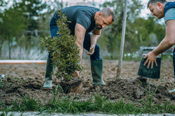 How Our Tree Care Process Works  in  Corsicana, TX