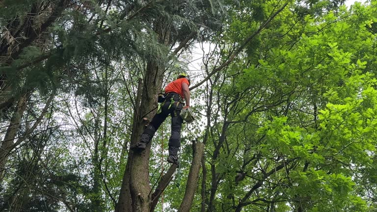 Best Hazardous Tree Removal  in Corsicana, TX