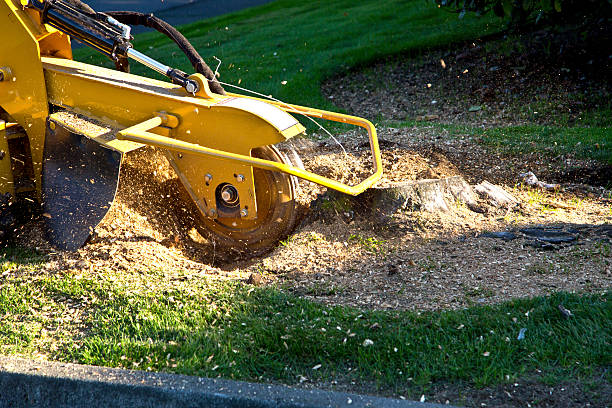 Lawn Grading and Leveling in Corsicana, TX