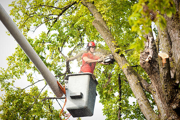 Best Stump Grinding and Removal  in Corsicana, TX